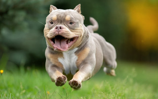 Dog running grass outdoor nature - elke vogelsang free wallpaper