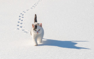 Cat snow pawprint minimalism beach - single free wallpaper for desktop