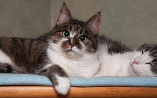 Cat blue blanket green wall - a blue blanket free wallpaper