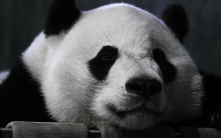 Panda sad portrait blackandwhite animal - a panda bear free wallpaper