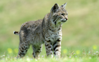 Small cat field grass flowers - a small cat free wallpaper