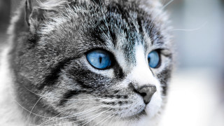 Cat blue eyes realistic computer - a cat free wallpaper