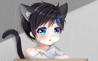 Anime girl blue eyes cat 2 - a box free wallpaper