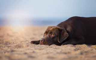 Dog resting beach desert sunset - animal free wallpaper for desktop