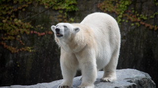 Polar bear rock forest night - aloysius okelly free wallpaper