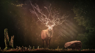 Deer forest antlers rock magic - a deer free wallpaper