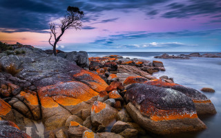 Mystical tree rock ocean sunset - bob thompson free wallpaper
