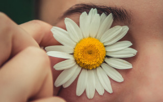 Flower eye daisy shallow depth - their eye free wallpaper