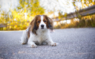 Dog road trees fence bokeh - in the foreground free wallpaper for desktop