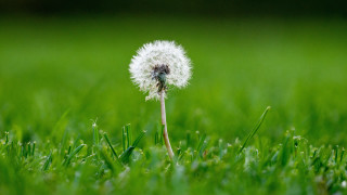 Dandelion grass field deep depth - de hirsh margule free wallpaper