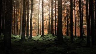 Forest light rays nature skyscraper 2 - green grass free wallpaper