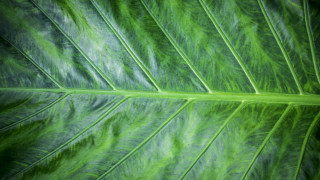 Green leaf macro photorealism white - the edge free wallpaper