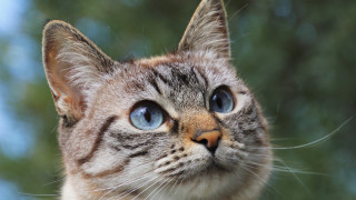 Cat blue eyes trees rain - the background in the background free wallpaper
