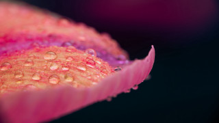 Flower water droplets pink bud - a close up of a flower free wallpaper for desktop