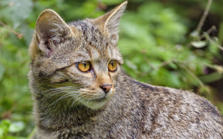 Yellow eye cat nature blurry - a yellow eye free wallpaper
