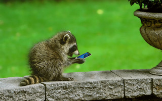 Raccoon plant ledge cellphone outdoor - ultra realistic digital art free wallpaper