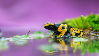 Yellow frog water plant blurry - frog free wallpaper