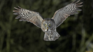 Large owl flying wings open 2 - a large owl free wallpaper