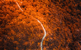 Winding road forest orange trees - a white line in the middle free wallpaper