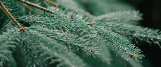 Pine needle macro blurry background - a close up of a pine tree branch free wallpaper