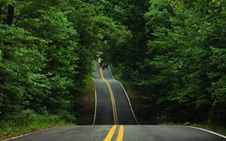 Long road yellow line trees - a yellow line free wallpaper