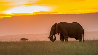 Elephant field sunset mountains clouds - an elephant free wallpaper