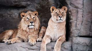 Two lions rock zoo enclosure - a rock in a zoo enclosure free wallpaper for desktop