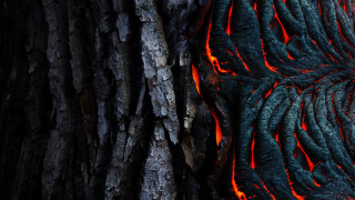 Tree fire bark matte forest - a close up of a tree trunk free wallpaper for desktop