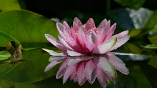 Pink lily water droplets macro - petal free wallpaper