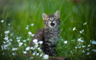 Kitten yawning in grass blurry - a kitten free wallpaper