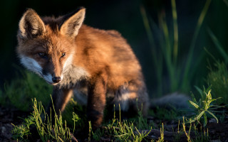 Red fox grass bamboo nature - a blurry background of grass free wallpaper for desktop