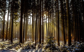 Forest snow light rays starry - light ray free wallpaper