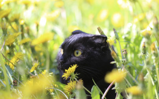 Black cat flower field bug - flower and grass free wallpaper