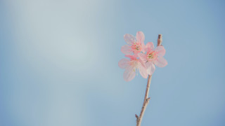 Pink flower blue sky minimalism - bloom free wallpaper for desktop