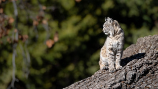 Small cat rock forest bokeh - top of a rock next free wallpaper