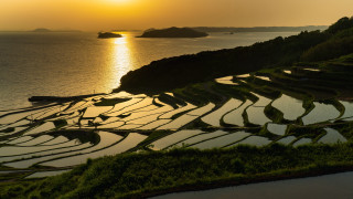 Rice field sunset water land - a sunset in the background and a body of water free wallpaper