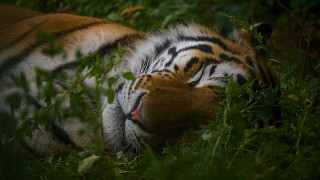 Tiger resting blurry nature jigsaw - a tiger free wallpaper for desktop