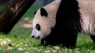 Panda grassy area tree fallen - a panda bear free wallpaper