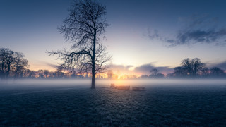 Foggy field tree bench sunset 2 - a foggy field free wallpaper