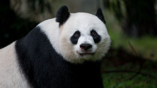 Panda portrait black white face - a panda bear free wallpaper