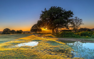 Sunset field tree pond grassland - a sunset over a field free wallpaper