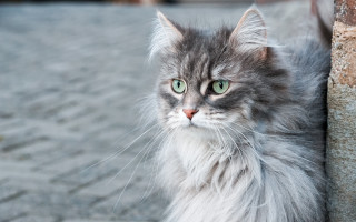 Cat green eyes wall serious - a wall free wallpaper