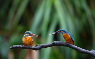 Colorful birds branch bokeh nature - a blurry background of trees free wallpaper