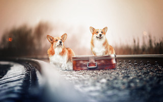 Corgis suitcase train track trees - a train track free wallpaper
