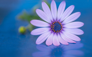 Purple flower blue center blue - a blue center free wallpaper