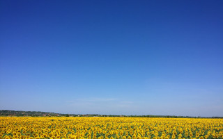 Sunflower field blue sky plane - summer vibrancy free wallpaper