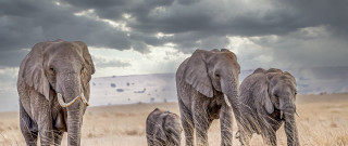Elephants drygrass cloudymountains outdoor landscape - a group of elephants free wallpaper