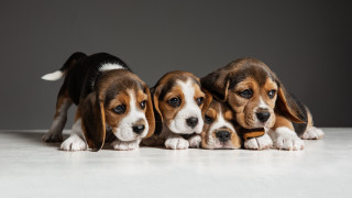 Three beagles jigsaw puzzle animal - a white surface free wallpaper