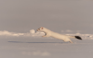 White animal running snow daytime - brian snøddy free wallpaper for desktop