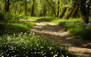 Dirt road forest white flowers - de hirsh margule free wallpaper